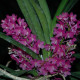 ASCOCENTRUM AMPULLACEUM