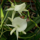 ANGRAECUM SCOTTIANUM