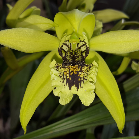 COELOGYNE PANDURATA