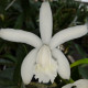 CATTLEYA INTERMEDIA ALBA