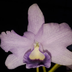 CATTLEYA BOWRINGIANA COERULEA