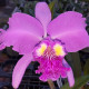 CATTLEYA LUEDDEMANIANA