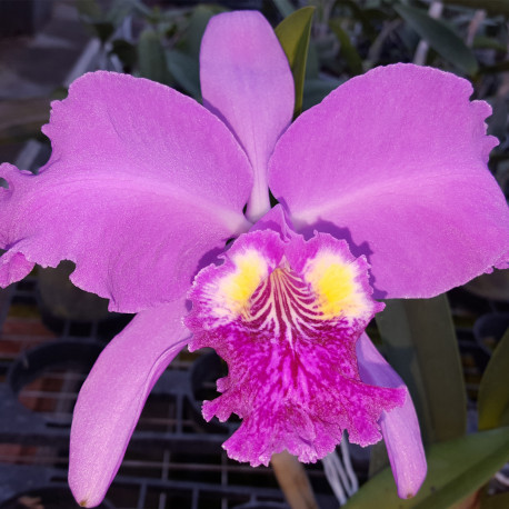CATTLEYA LUEDDEMANIANA