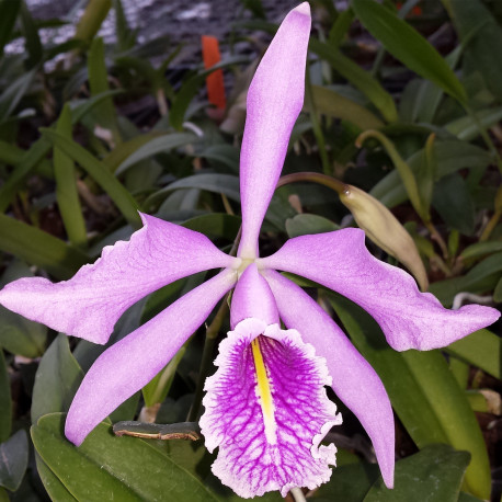 CATTLEYA MAXIMA