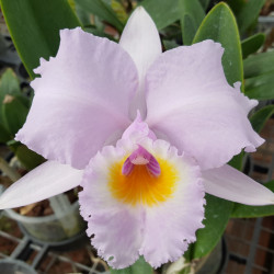 CATTLEYA SCHROEDERAE