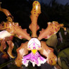 CATTLEYA SCHILLERIANA