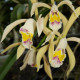CATTLEYA IRICOLOR