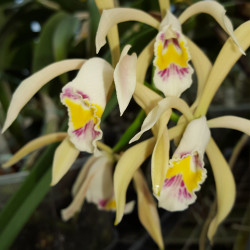 CATTLEYA IRICOLOR