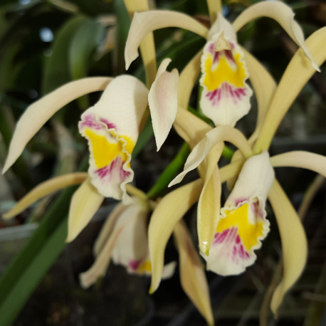 CATTLEYA IRICOLOR