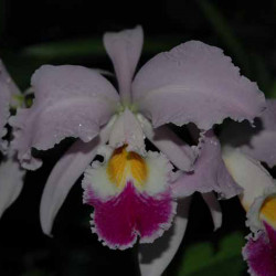 CATTLEYA GASKELLIANA