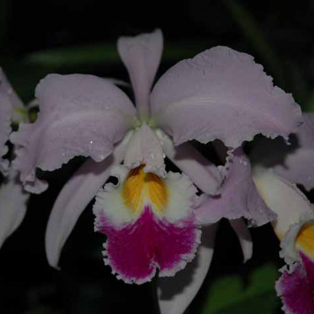 CATTLEYA GASKELLIANA