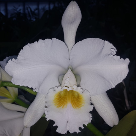 CATTLEYA GASKELLIANA ALBA