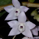 DENDROBIUM LINGUELLA