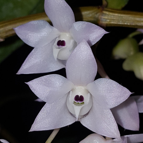 DENDROBIUM LINGUELLA