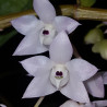 DENDROBIUM LINGUELLA