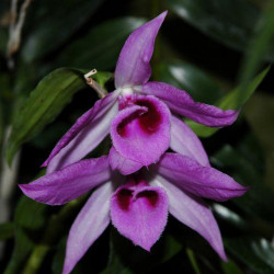 DENDROBIUM ANOSNUM