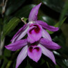 DENDROBIUM ANOSNUM