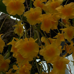 DENDROBIUM AGGREGATUM