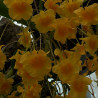 DENDROBIUM AGGREGATUM