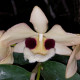 DENDROBIUM PULCHELLUM
