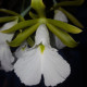 ENCYCLIA MARIAE