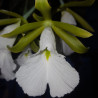 ENCYCLIA MARIAE