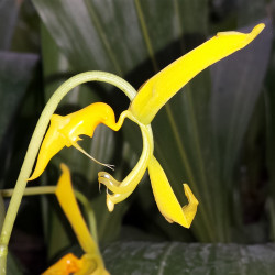 GONGORA FLAVEOLA