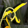 GONGORA FLAVEOLA