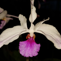 HOLCOGLOSSUM KIMBALLIANUM