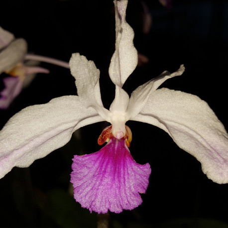 HOLCOGLOSSUM KIMBALLIANUM