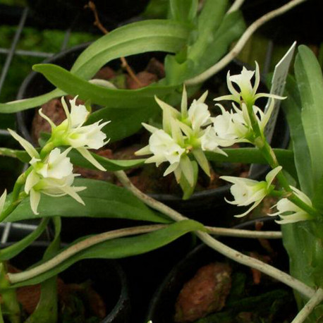 OENIELLA POLYSTACHYS