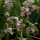 VANDA SUAVIS