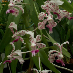 VANDA SUAVIS