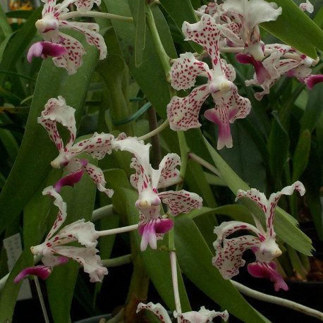 VANDA SUAVIS