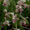 VANDA SUAVIS