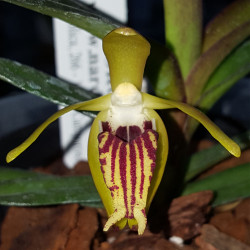 VANDA CRISTATA