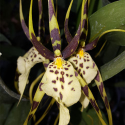 BRASSIA ROQUEBRUNE SPIDER