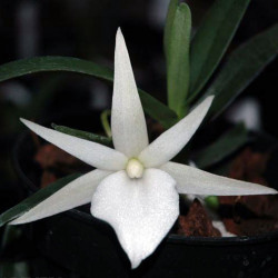 ANGRAECUM DIDIERII