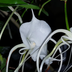 ANGRAECUM GERMINYANUM