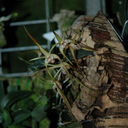 DENDROBIUM TETRAGONUM