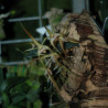 DENDROBIUM TETRAGONUM