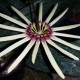 BULBOPHYLLUM MOKOYANUM