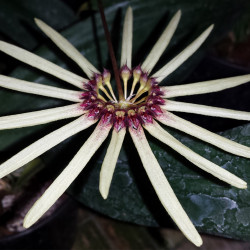 BULBOPHYLLUM MOKOYANUM