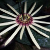 BULBOPHYLLUM MOKOYANUM