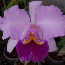 BRASSOLAELIOCATTLEYA PAMELA FINNEY CALF
