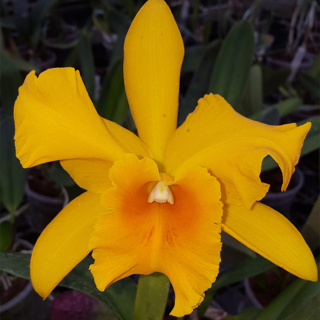 yung a fiori