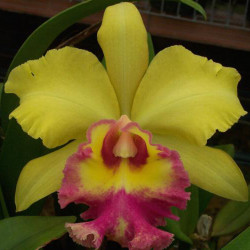 BRASSOLAELIOCATTLEYA YOUNG KONG SUN 16