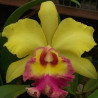 BRASSOLAELIOCATTLEYA YOUNG KONG SUN 16