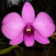 DENDROBIUM BIGIBBUM COMPACT