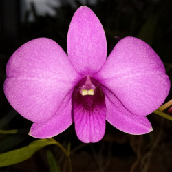 DENDROBIUM BIGIBBUM COMPACT